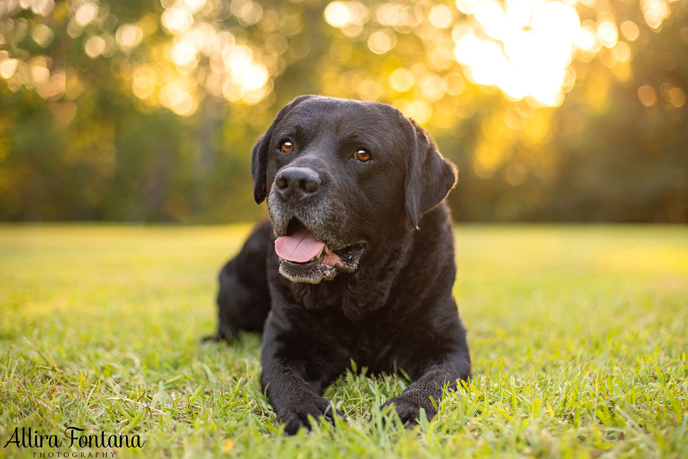 Loki, Luna and Masie's photo session at Castle Hill Heritage Park 