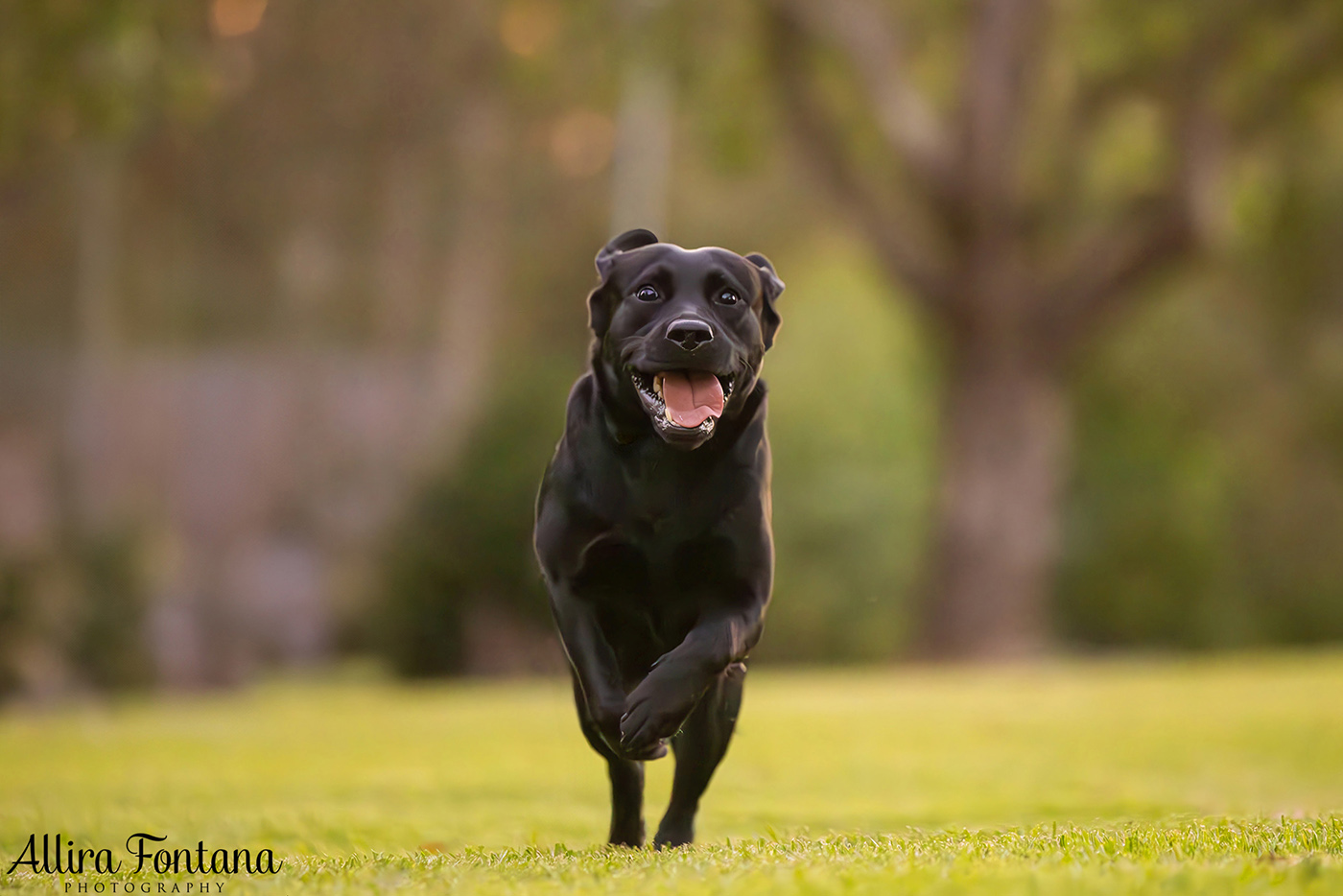 Loki, Luna and Masie's photo session at Castle Hill Heritage Park 