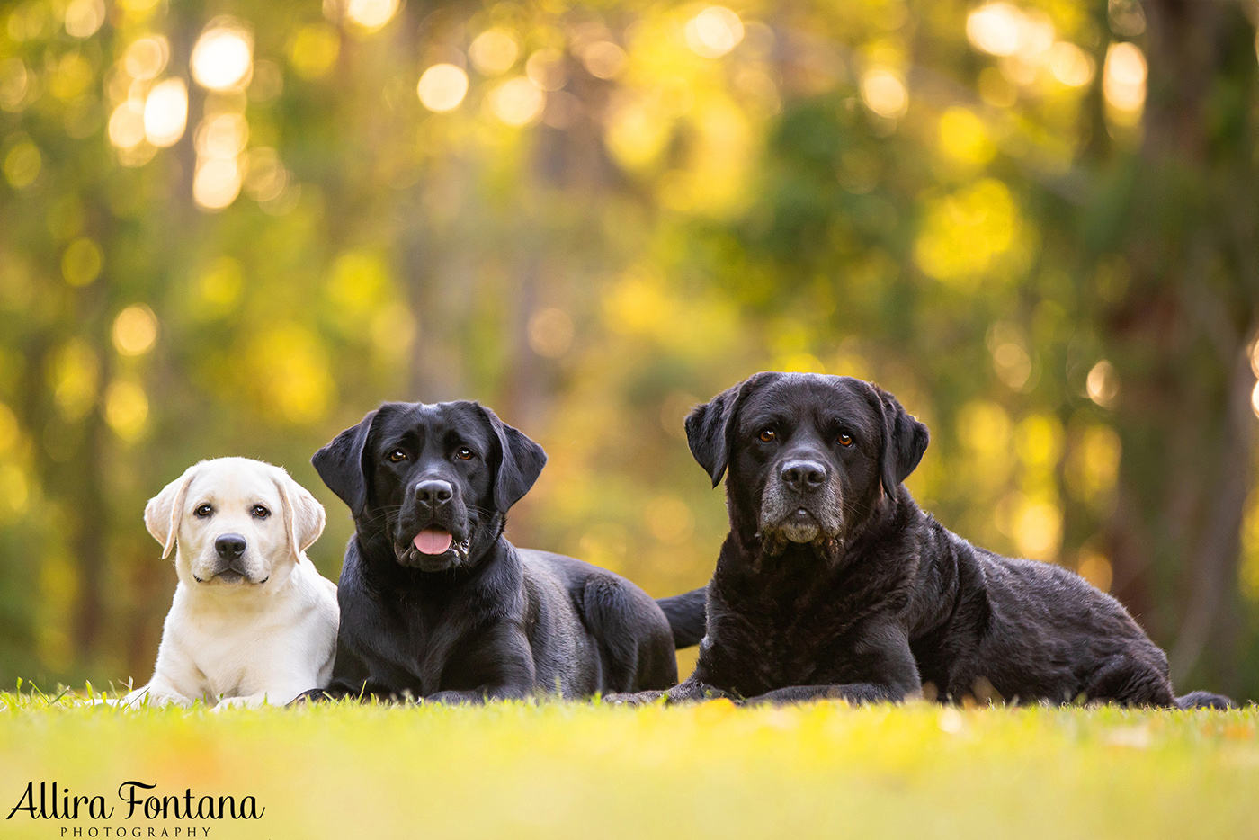 Loki, Luna and Masie's photo session at Castle Hill Heritage Park 