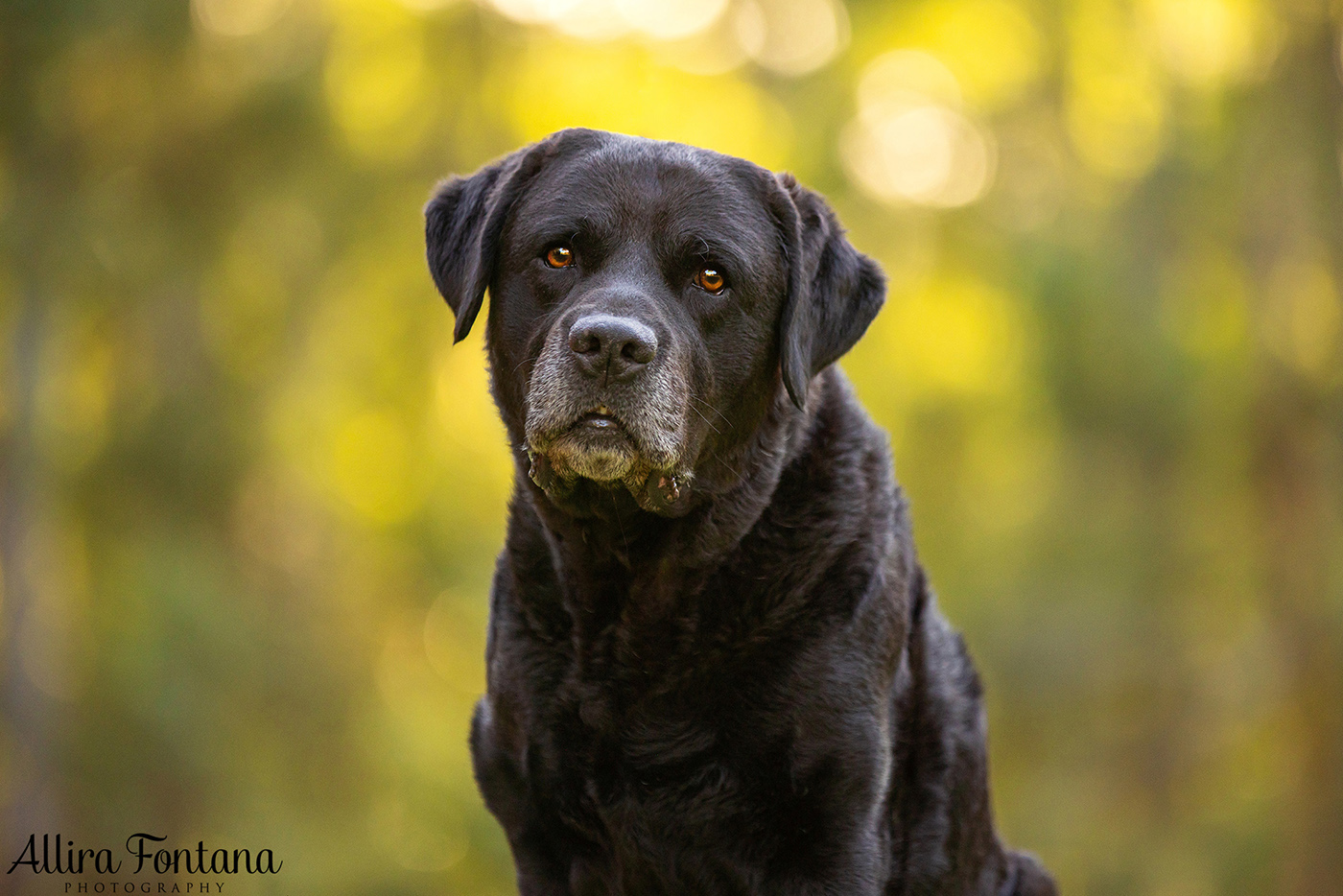 Loki, Luna and Masie's photo session at Castle Hill Heritage Park 