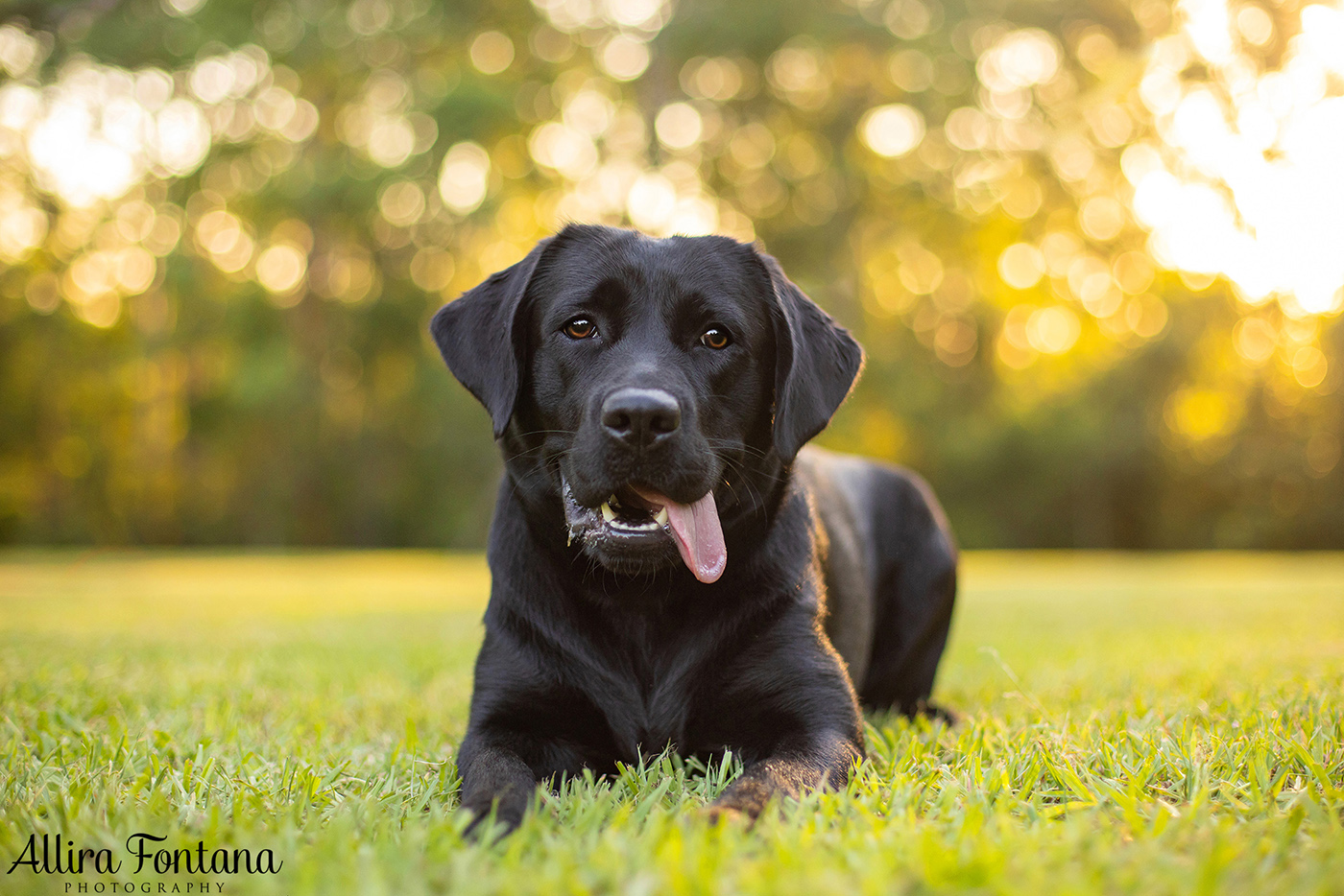 Loki, Luna and Masie's photo session at Castle Hill Heritage Park 