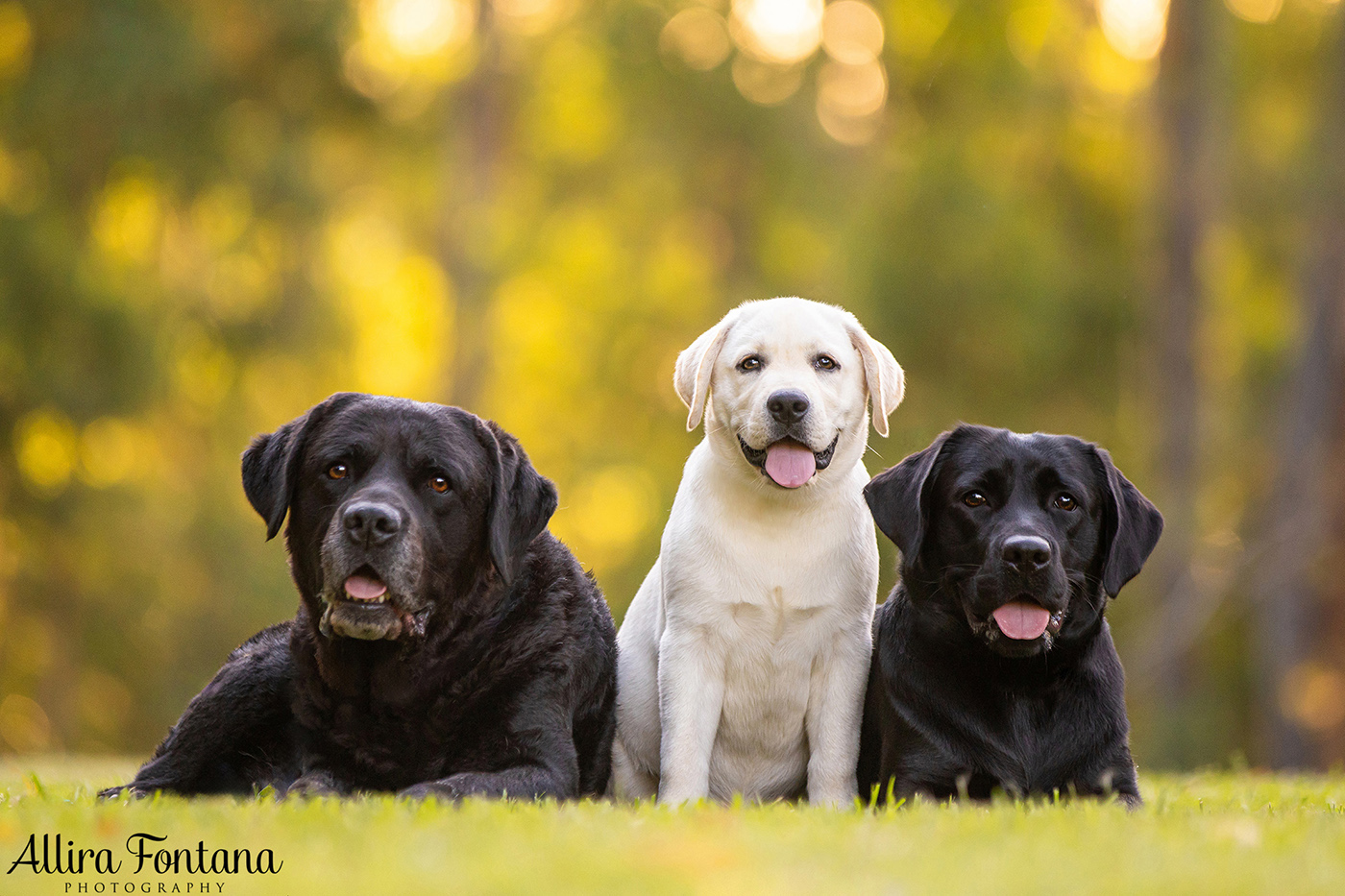 Loki, Luna and Masie's photo session at Castle Hill Heritage Park