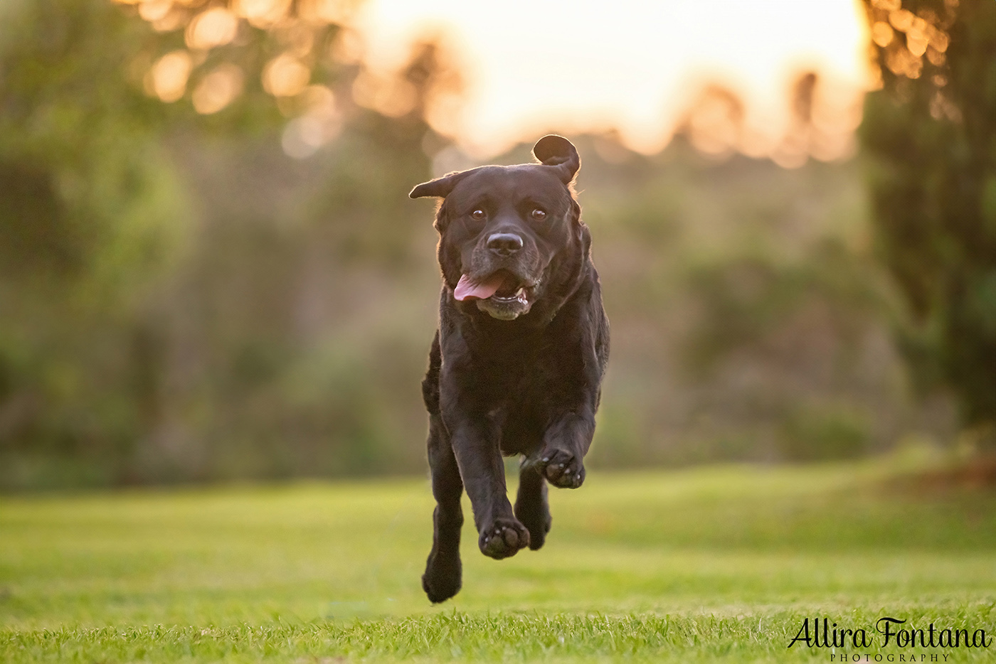 Loki, Luna and Masie's photo session at Castle Hill Heritage Park 