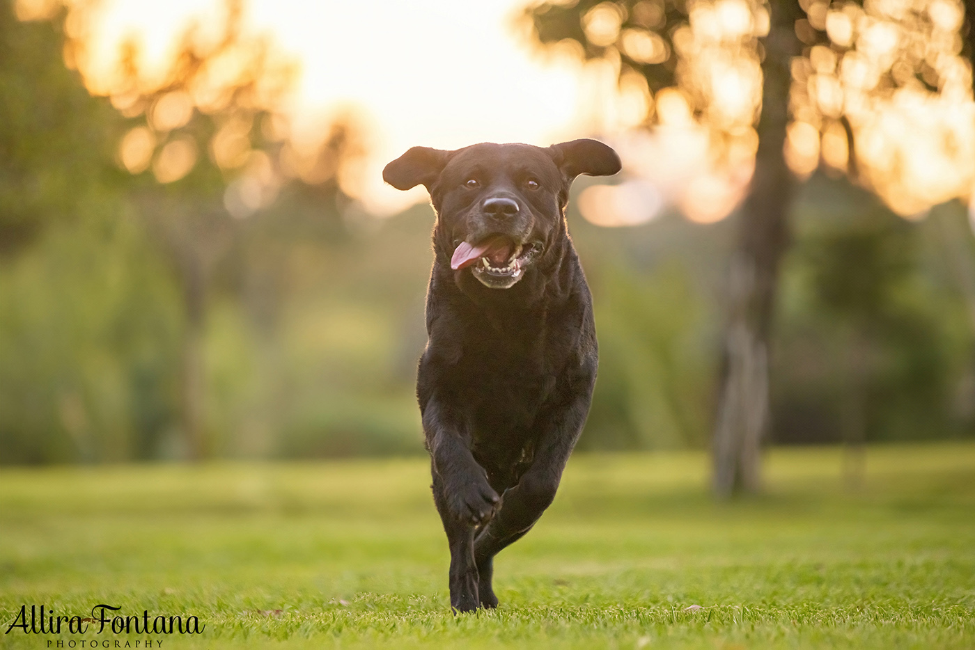 Loki, Luna and Masie's photo session at Castle Hill Heritage Park 