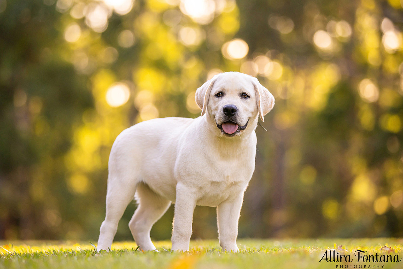 Loki, Luna and Masie's photo session at Castle Hill Heritage Park 