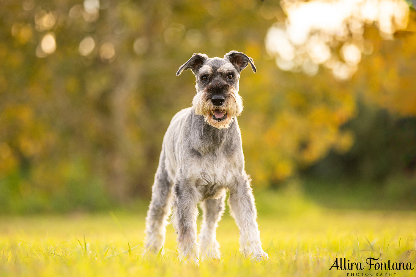 Indy and Sid's photo session at Macquarie Park 