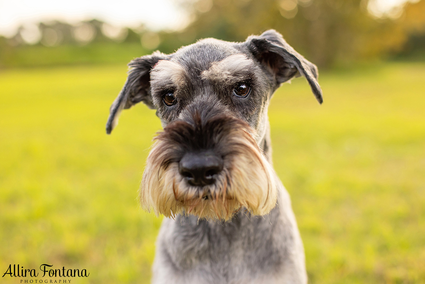 Indy and Sid's photo session at Macquarie Park 