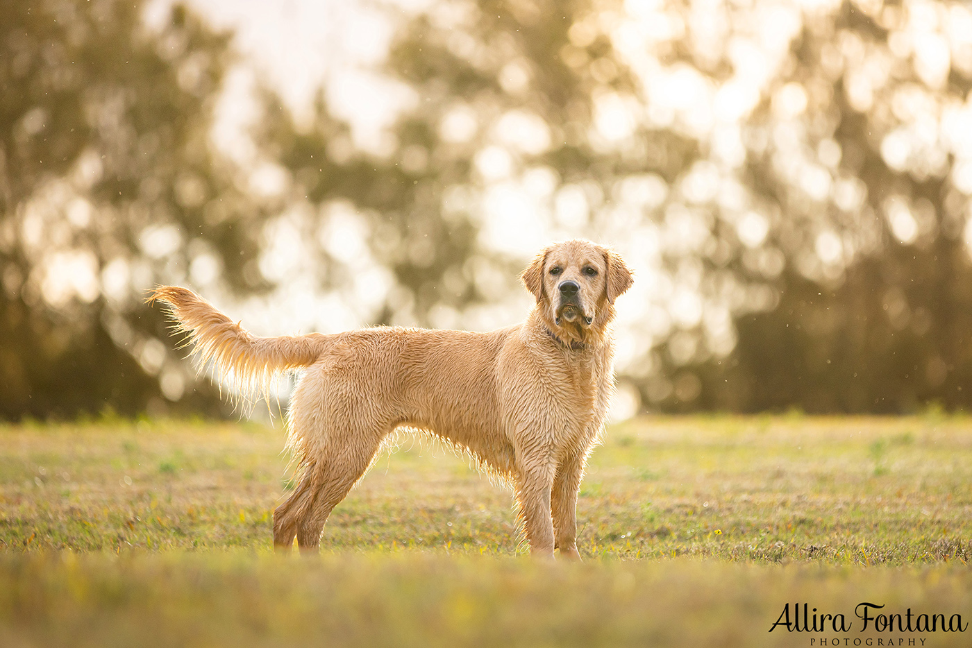 Caesar and Cali's photo session in Oakdale 