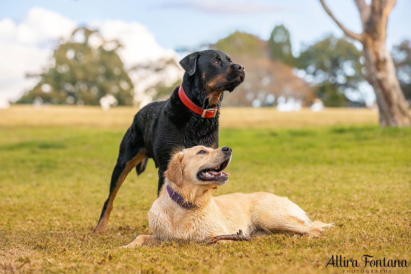 Caesar and Cali's photo session in Oakdale 