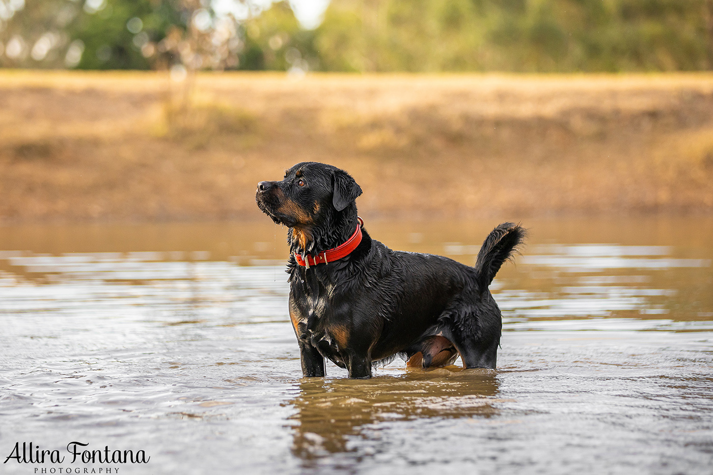 Caesar and Cali's photo session in Oakdale 