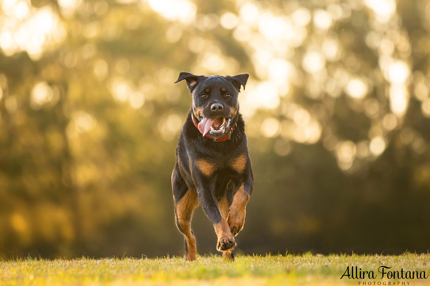 Caesar and Cali's photo session in Oakdale 