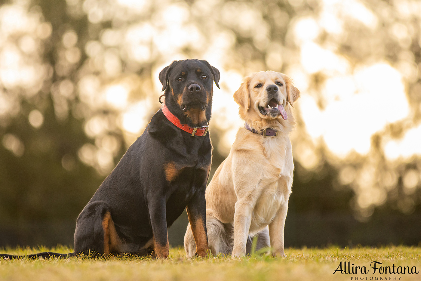 Caesar and Cali's photo session in Oakdale 