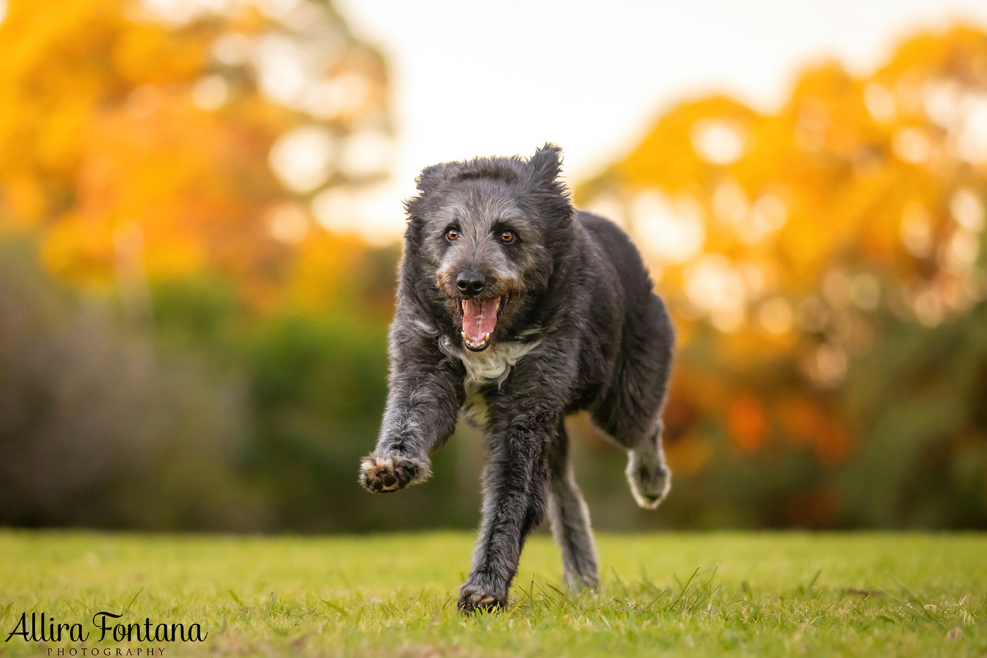 Tux and Trix's photo session at Fagan Park 