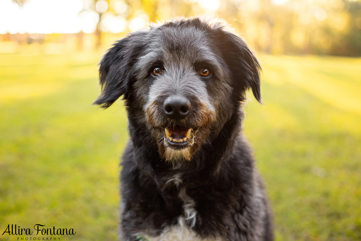 Tux and Trix's photo session at Fagan Park 