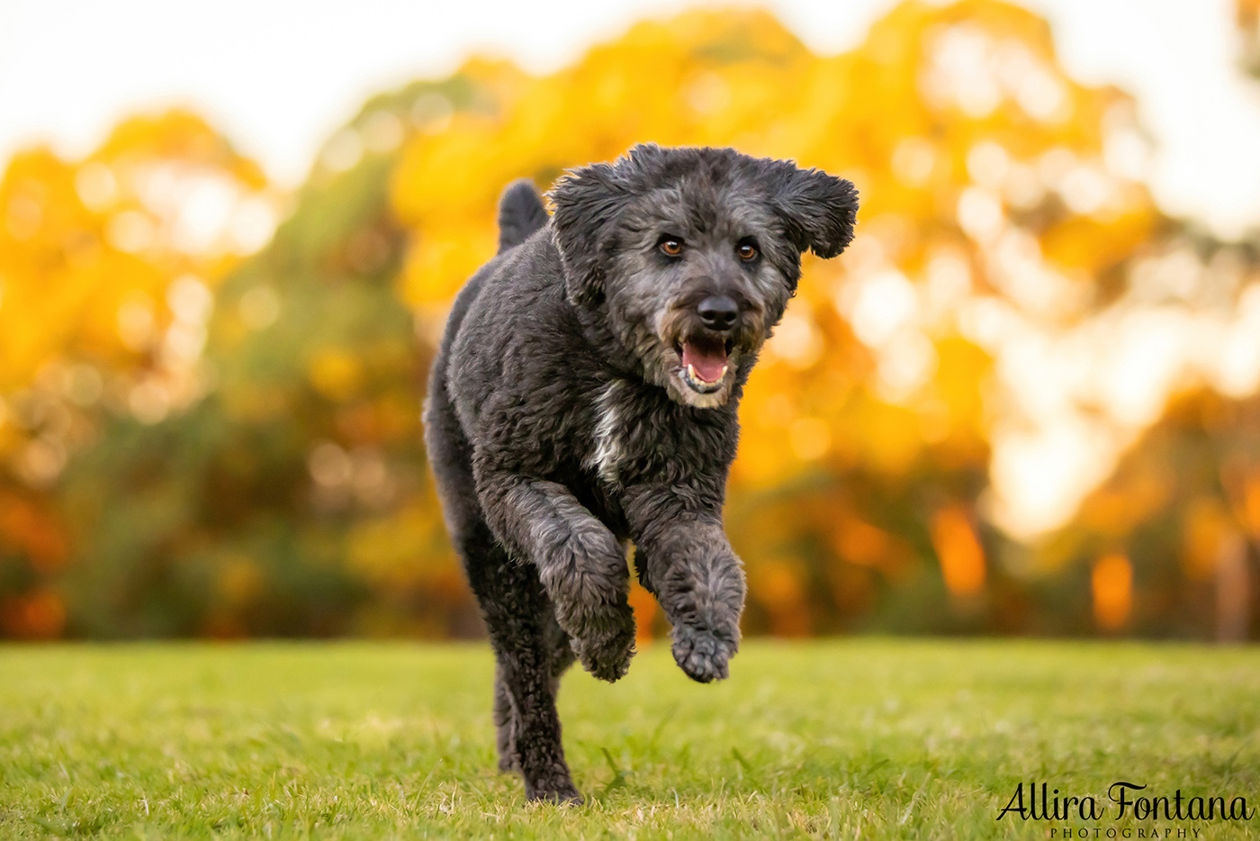 Tux and Trix's photo session at Fagan Park 