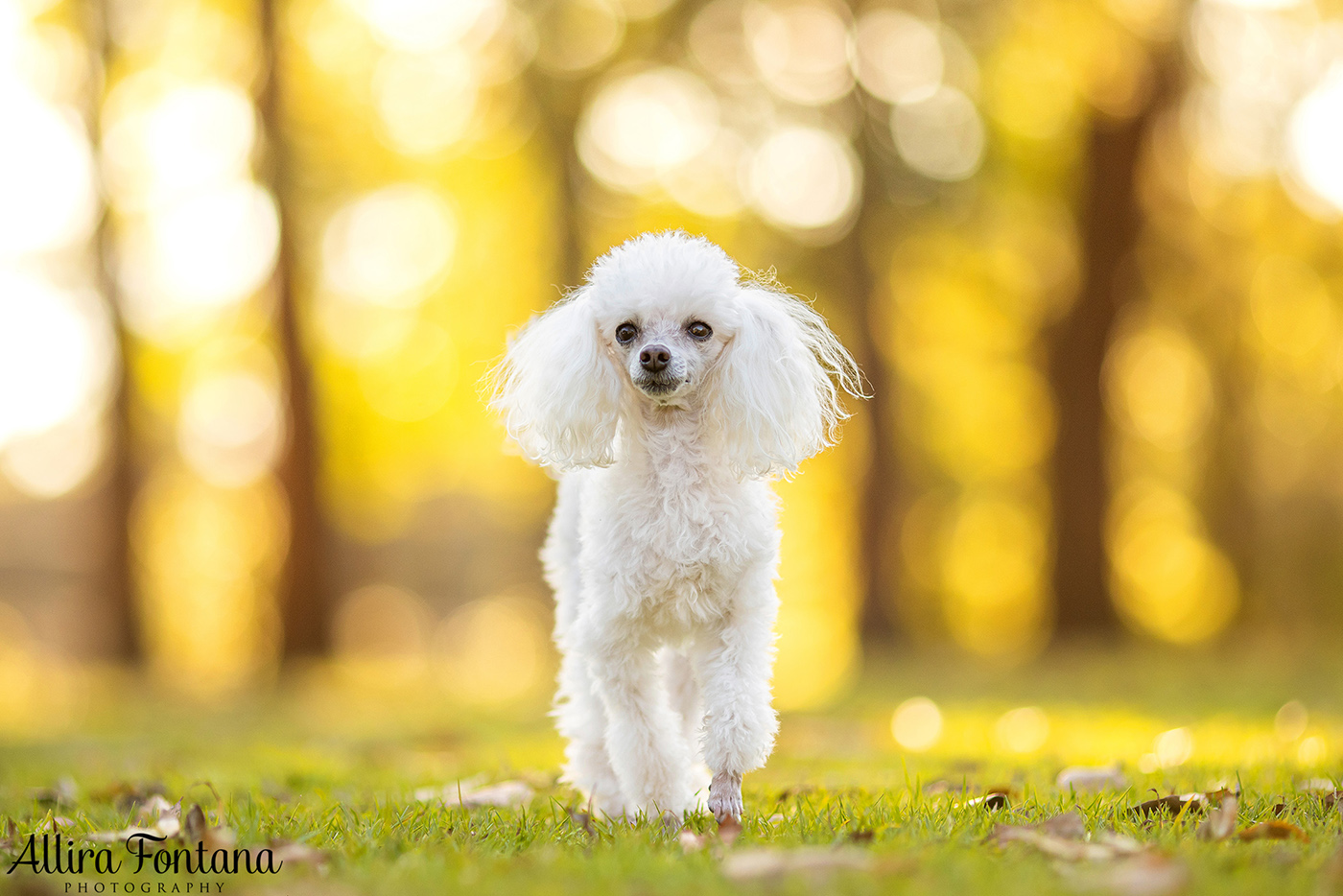 Lacie, Cricket and Pixie's photo session at Fagan Park 