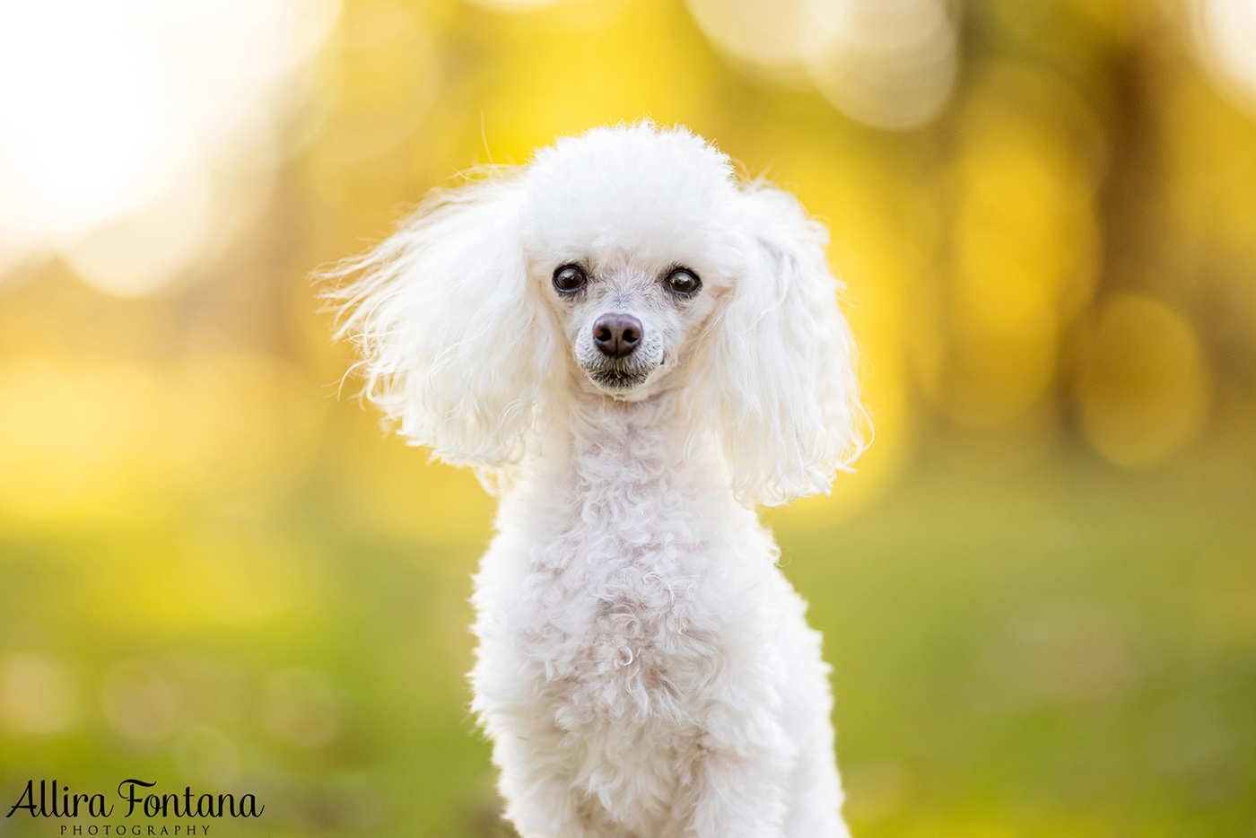 Lacie, Cricket and Pixie's photo session at Fagan Park 