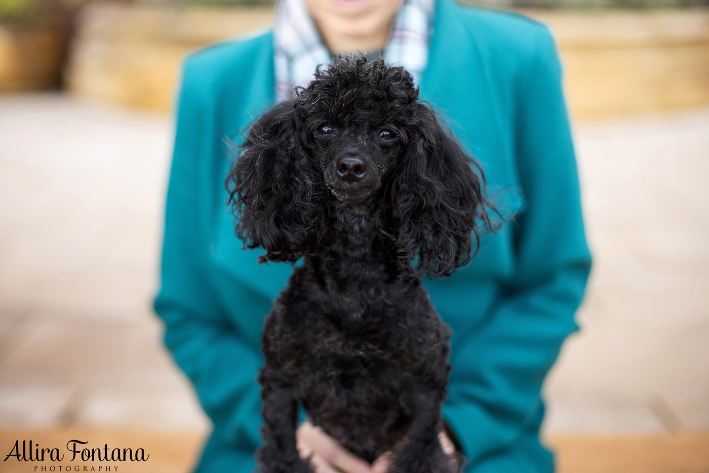 Lacie, Cricket and Pixie's photo session at Fagan Park 