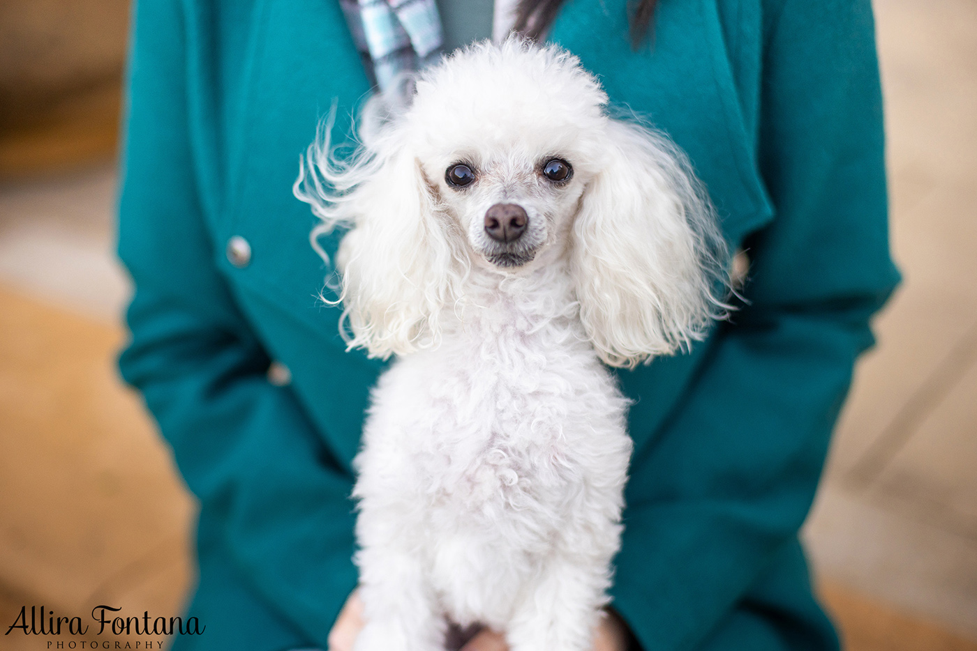 Lacie, Cricket and Pixie's photo session at Fagan Park 