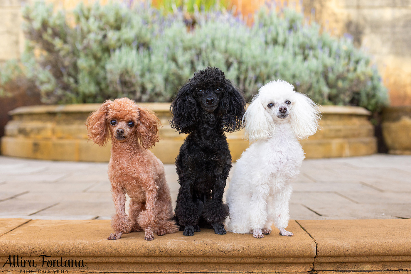 Lacie, Cricket and Pixie's photo session at Fagan Park 