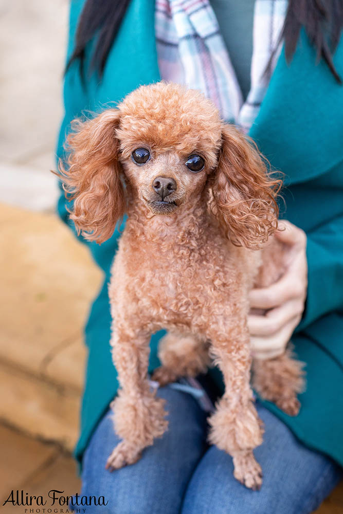 Lacie, Cricket and Pixie's photo session at Fagan Park 