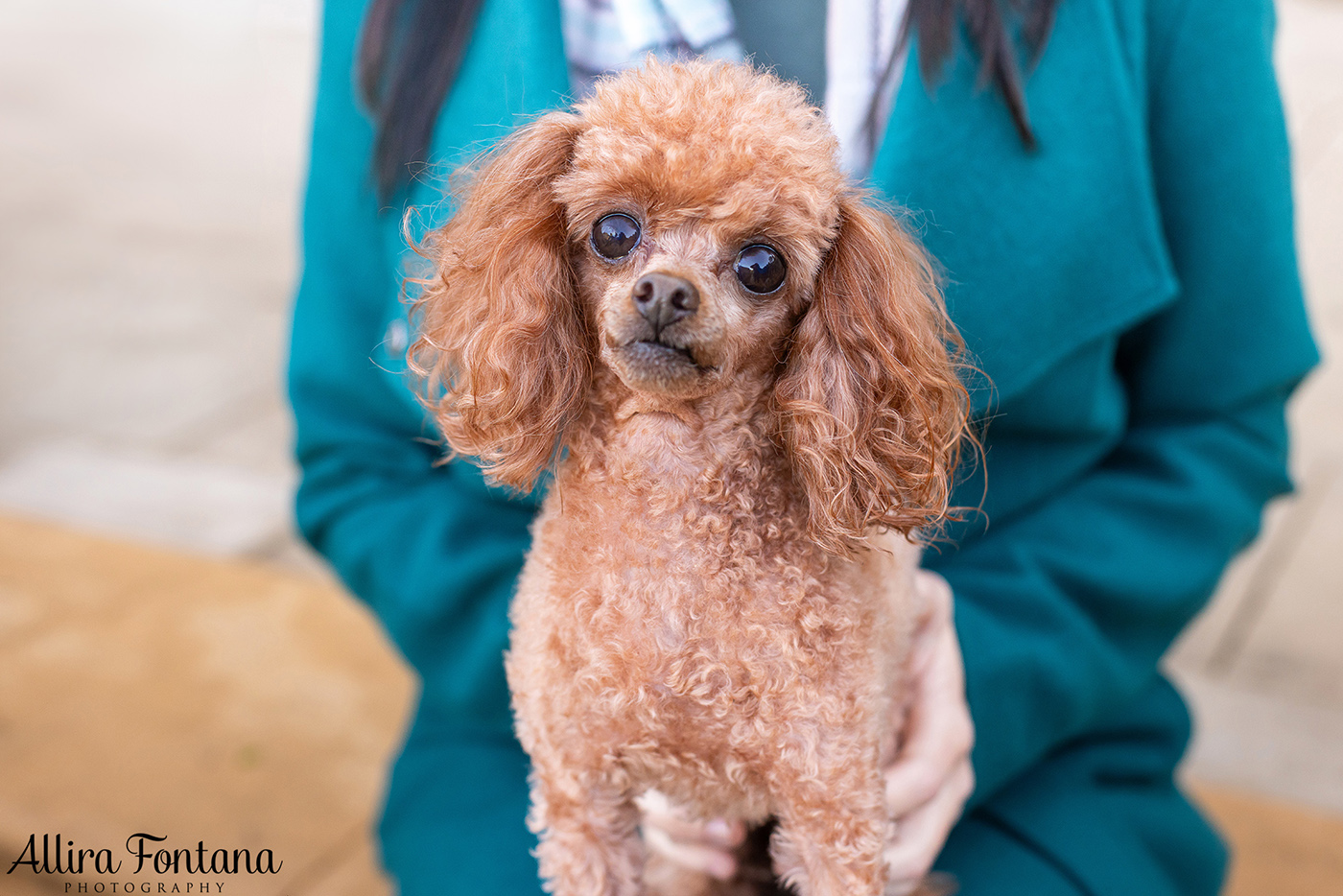 Lacie, Cricket and Pixie's photo session at Fagan Park 