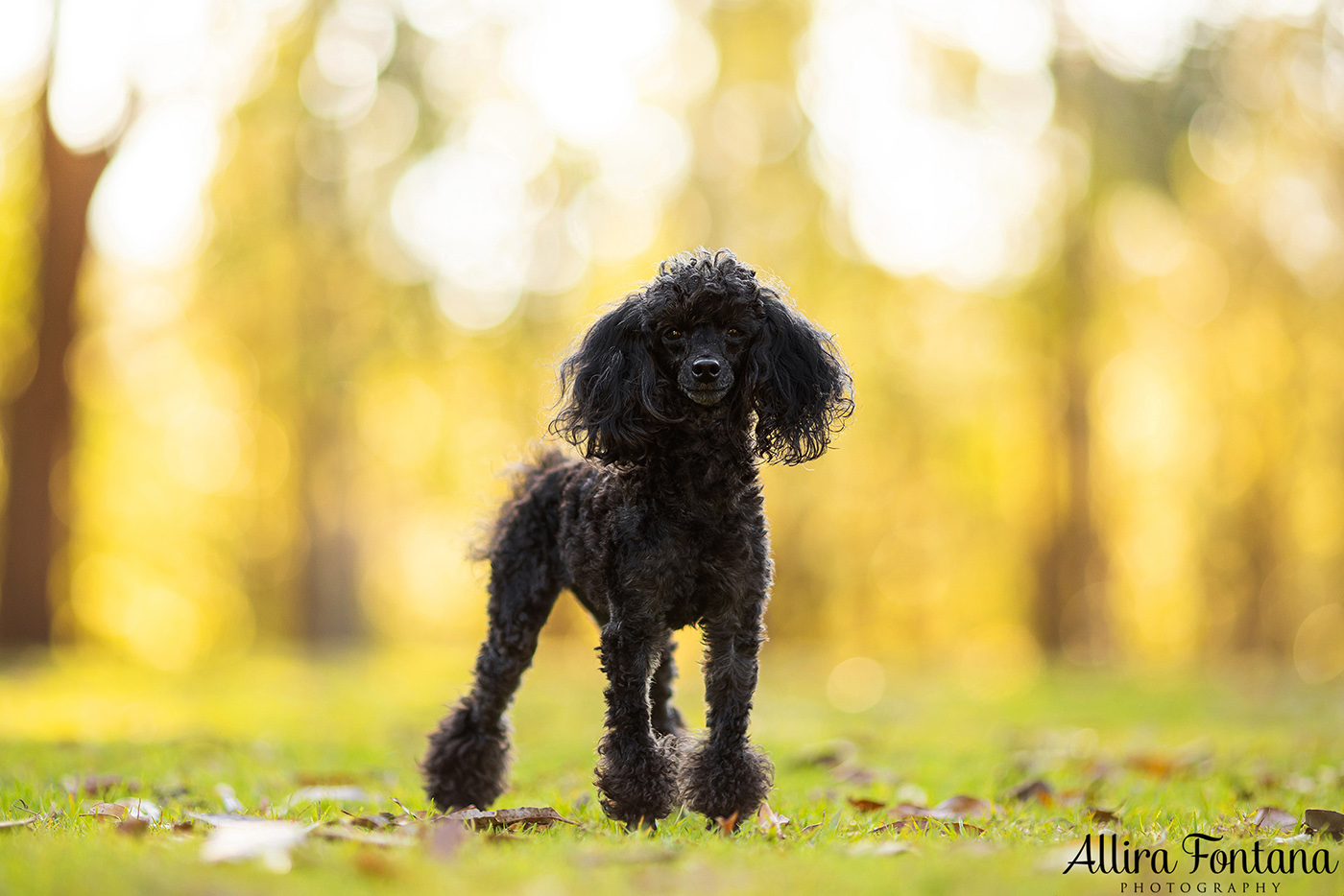 Lacie, Cricket and Pixie's photo session at Fagan Park 