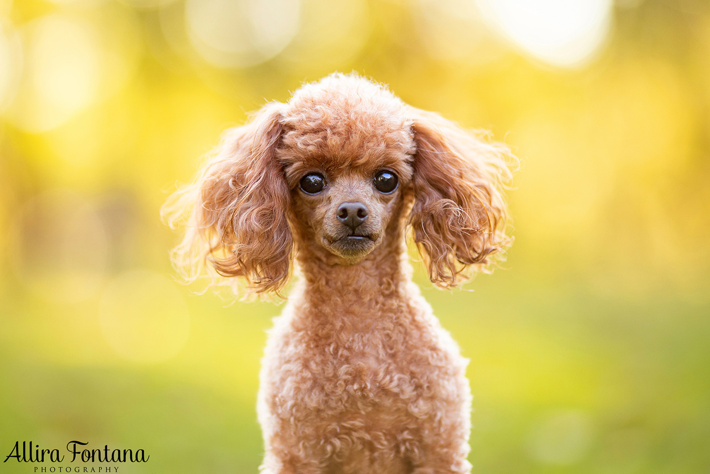 Lacie, Cricket and Pixie's photo session at Fagan Park 