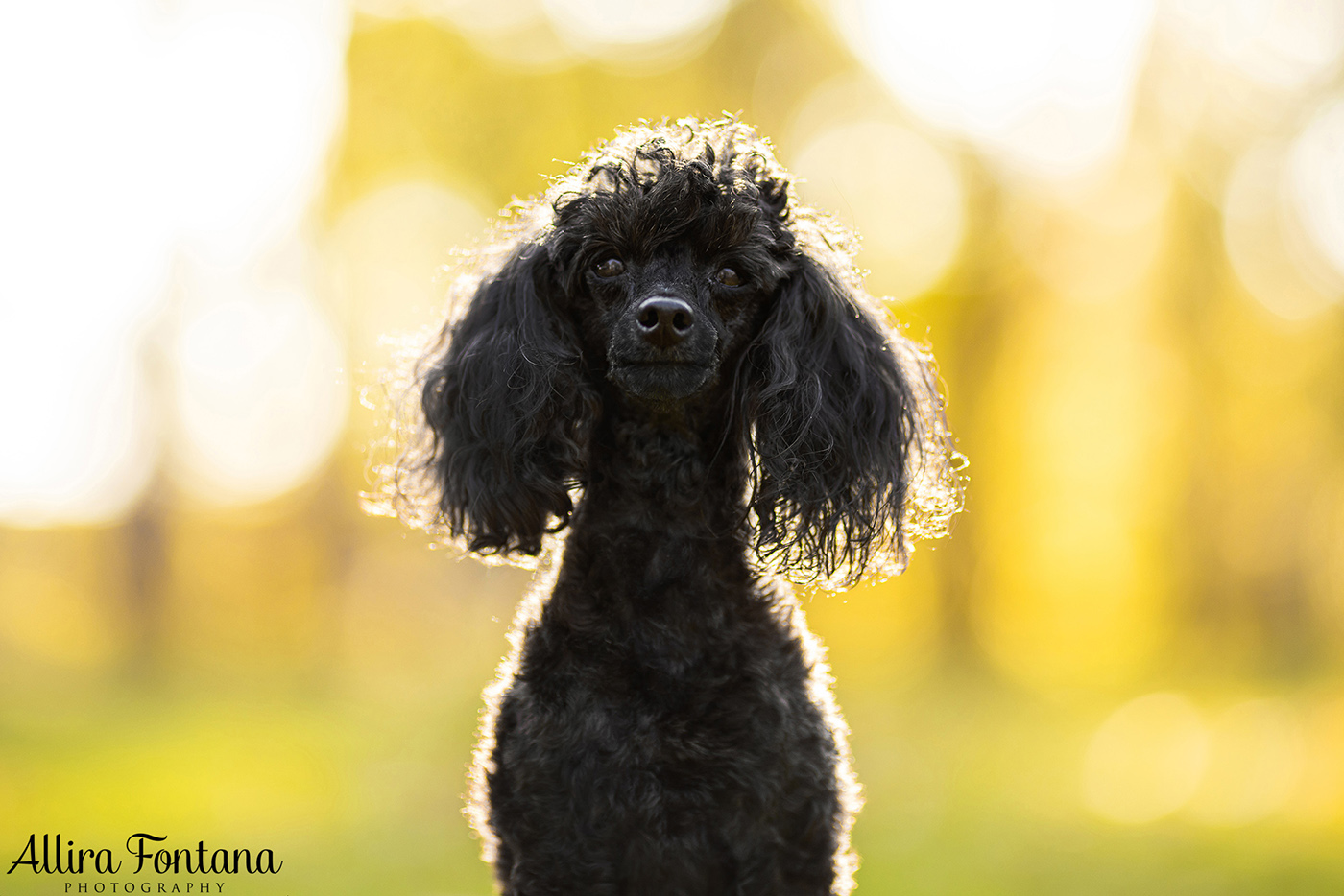 Lacie, Cricket and Pixie's photo session at Fagan Park 