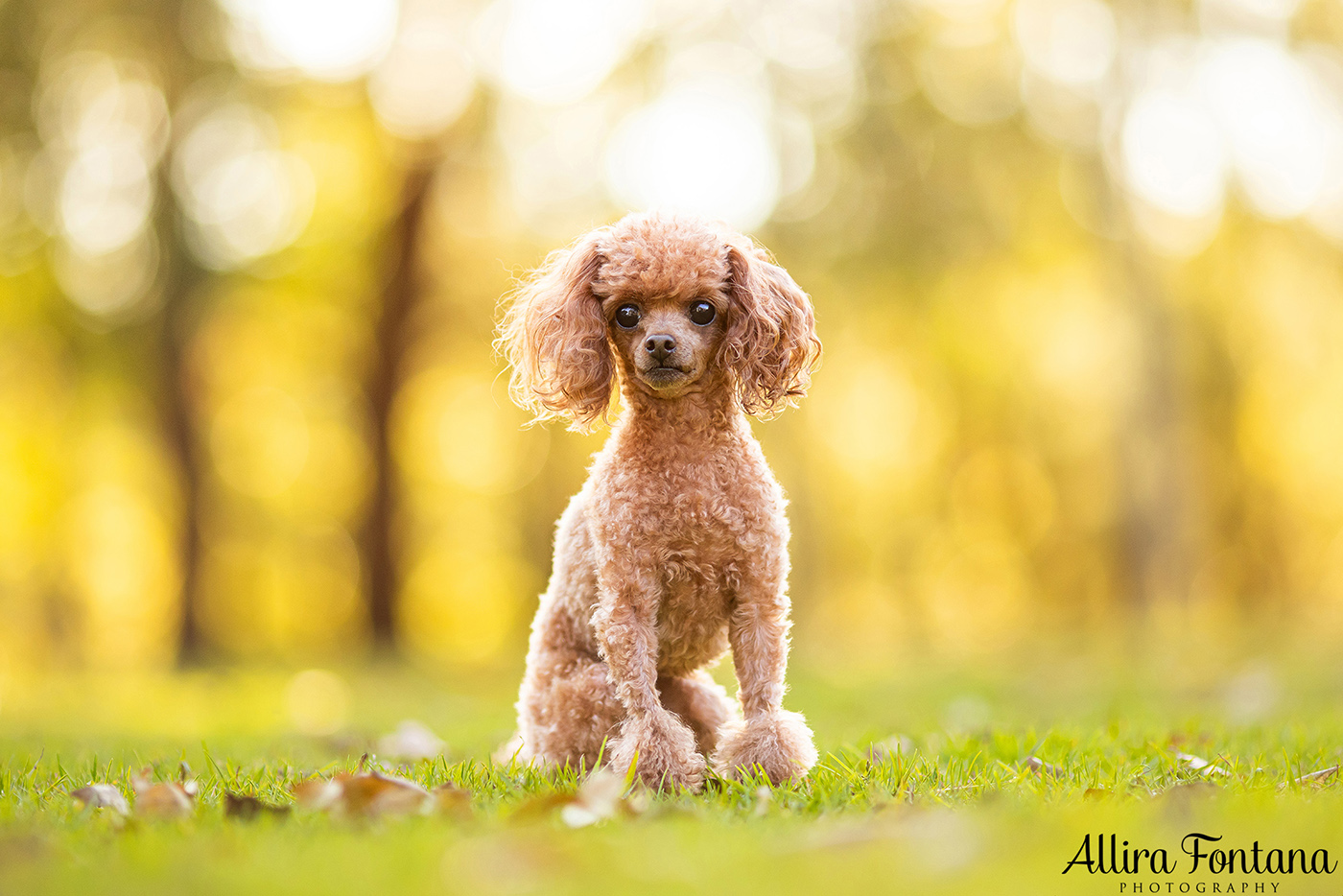 Lacie, Cricket and Pixie's photo session at Fagan Park 