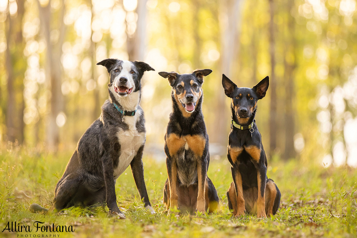 Roux, Cooper and Polly's photo session at home 