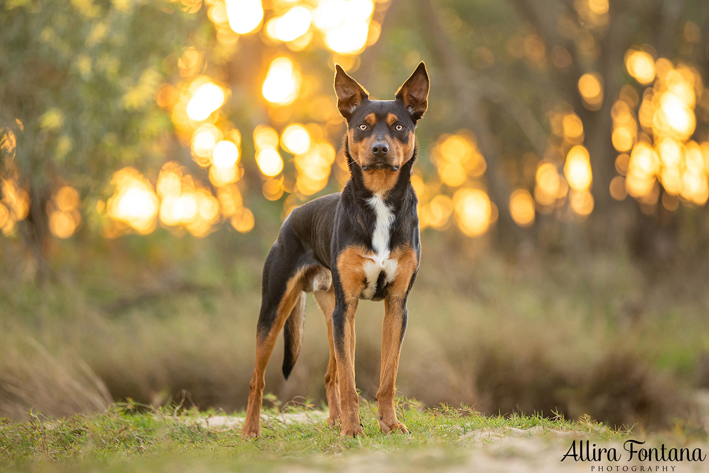 Janina, Ruby and Alfie's photo session at Macquarie Park