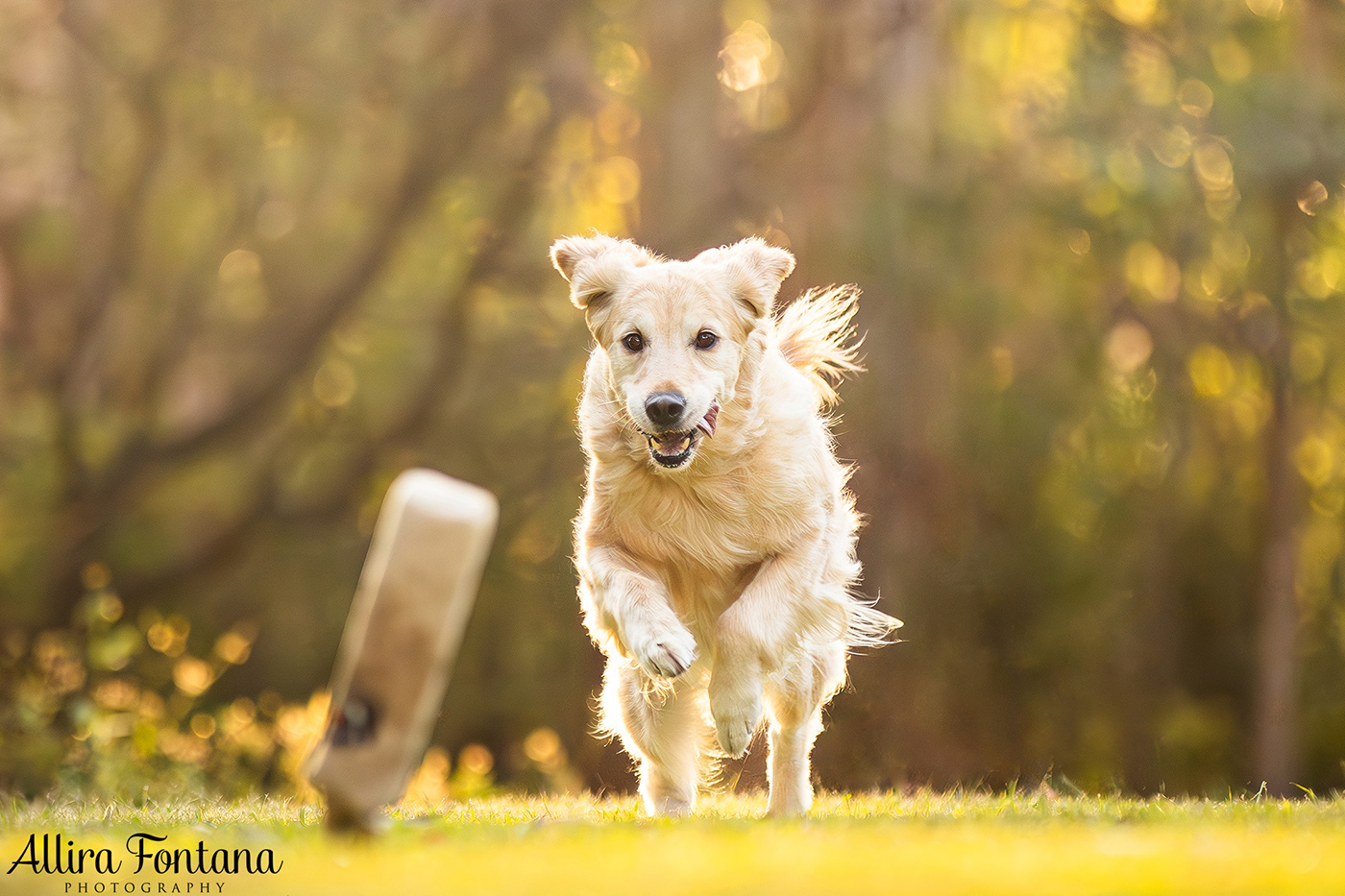 Summer, Wattle and Kai's session at Castle Hill Heritage Park