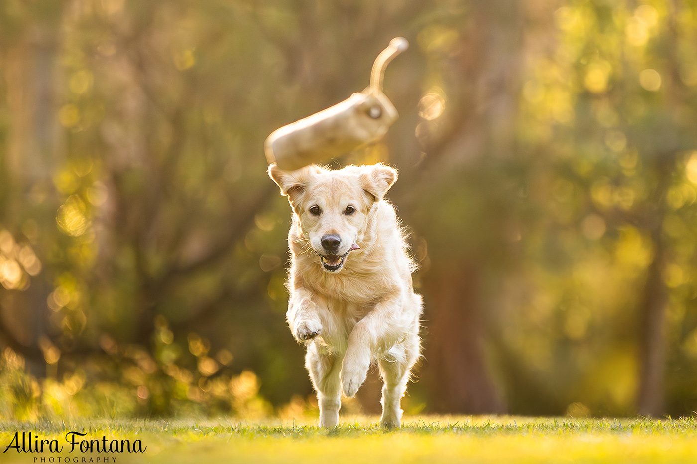 Summer, Wattle and Kai's session at Castle Hill Heritage Park