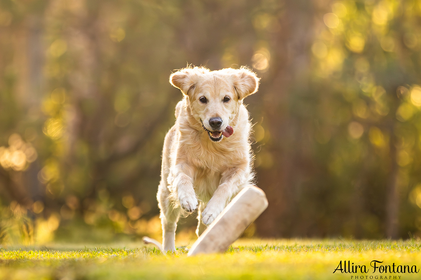 Summer, Wattle and Kai's session at Castle Hill Heritage Park