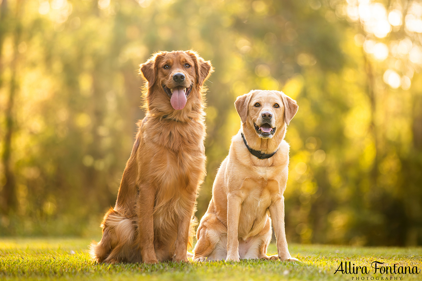 Summer, Wattle and Kai's session at Castle Hill Heritage Park