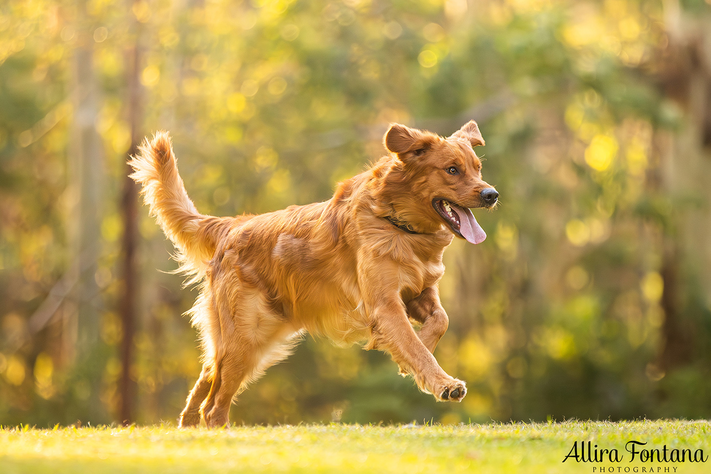 Summer, Wattle and Kai's session at Castle Hill Heritage Park