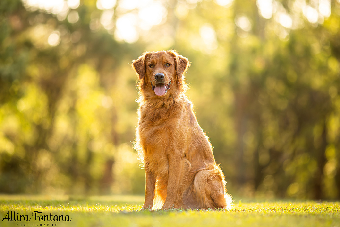 Summer, Wattle and Kai's session at Castle Hill Heritage Park