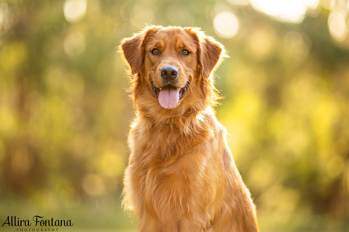 Summer, Wattle and Kai's session at Castle Hill Heritage Park