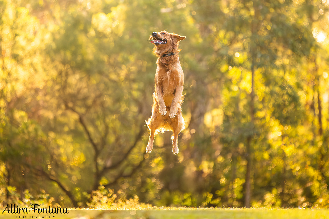 Summer, Wattle and Kai's session at Castle Hill Heritage Park