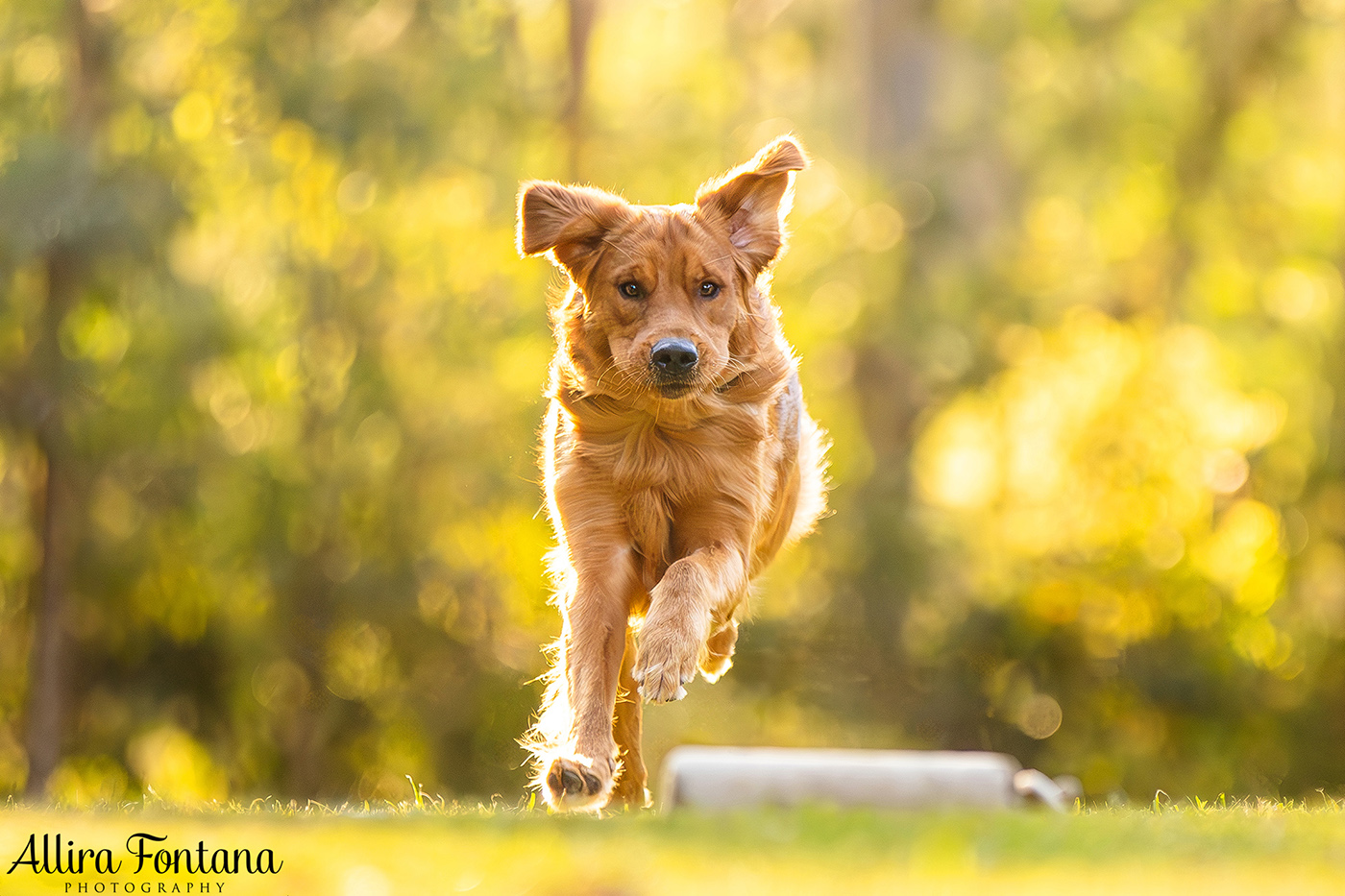 Summer, Wattle and Kai's session at Castle Hill Heritage Park