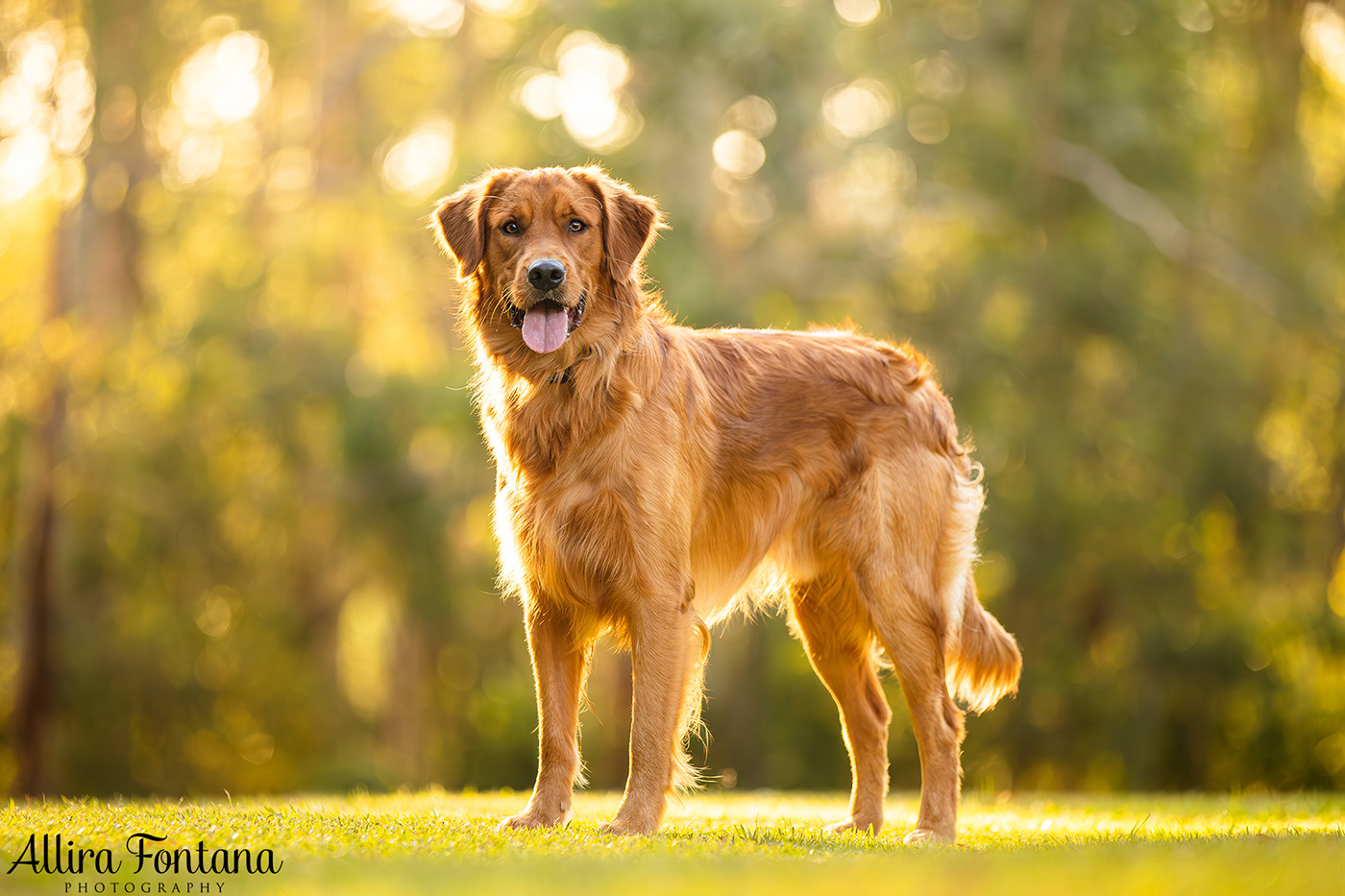 Summer, Wattle and Kai's session at Castle Hill Heritage Park