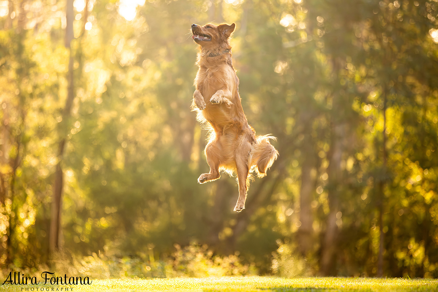 Summer, Wattle and Kai's session at Castle Hill Heritage Park