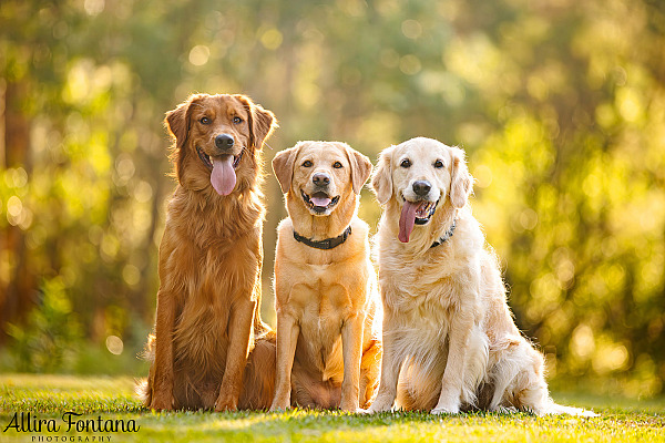 Summer, Wattle and Kai's session at Castle Hill Heritage Park