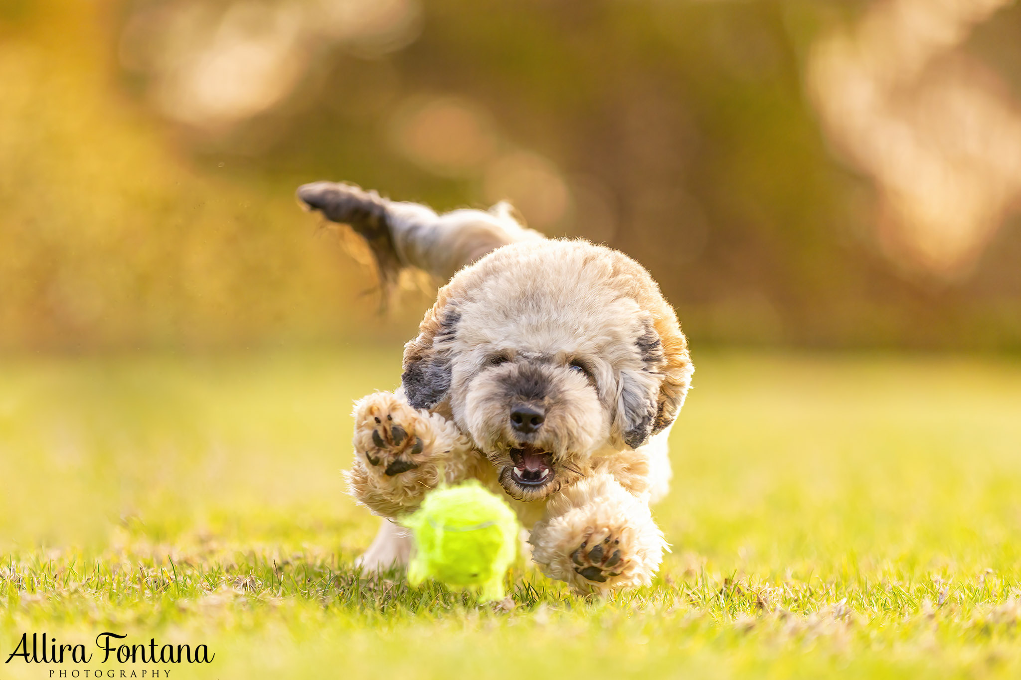 How I keep photo sessions fun for energetic dogs