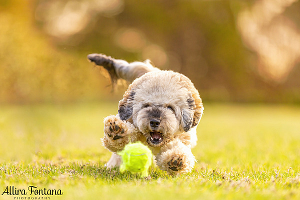 How I keep photo sessions fun for energetic dogs