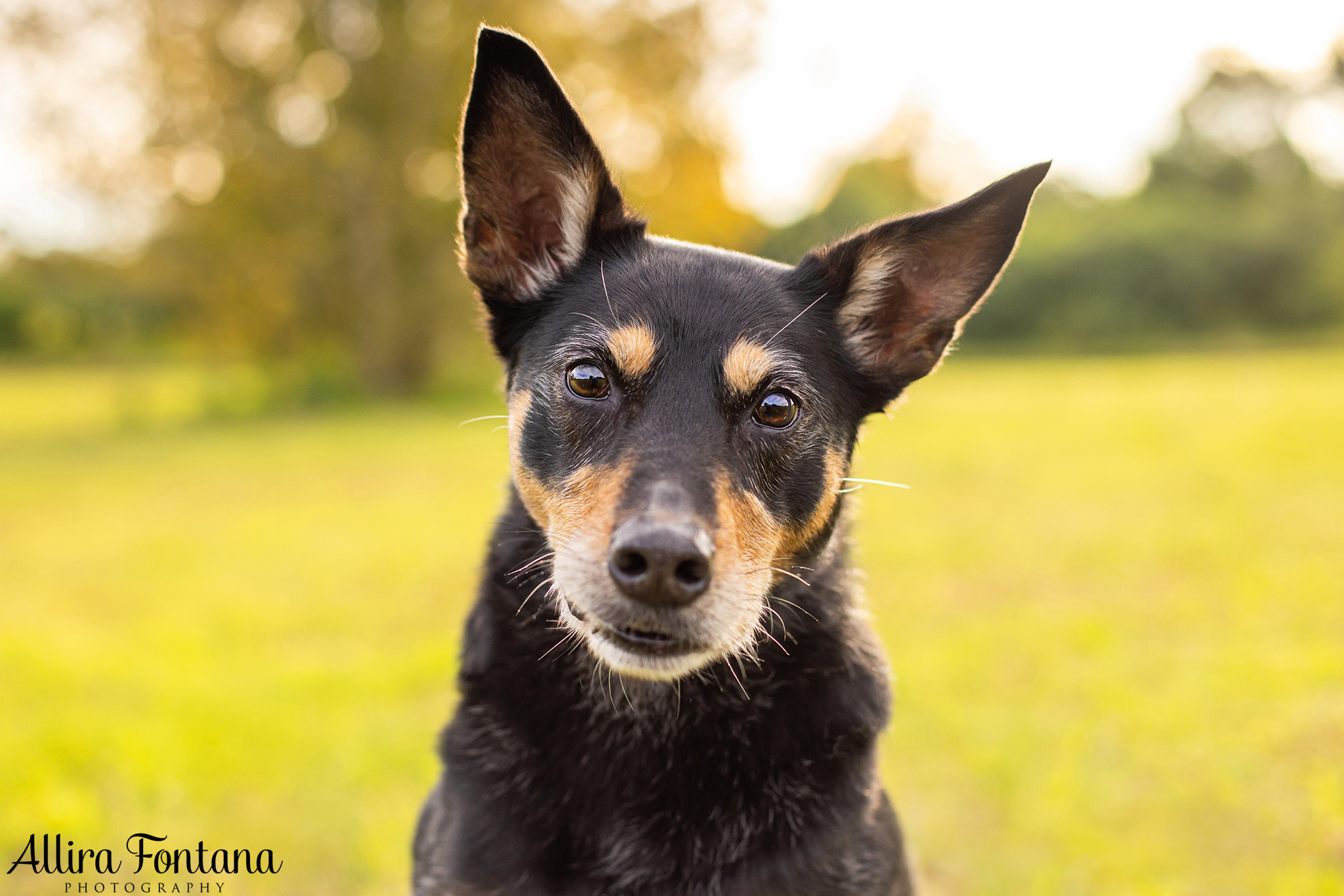 A heartfelt guide to senior dog photography sessions