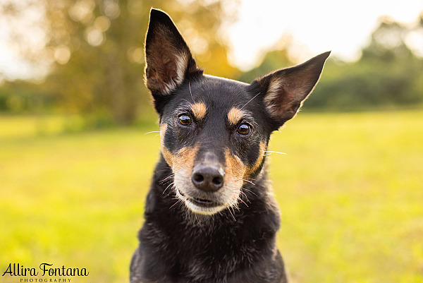 A heartfelt guide to senior dog photography sessions