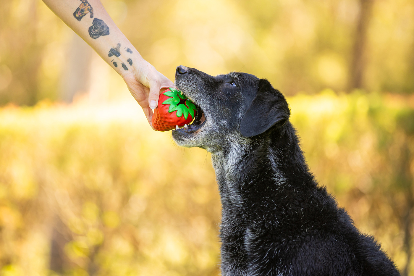 Product images with Stylish Hound
