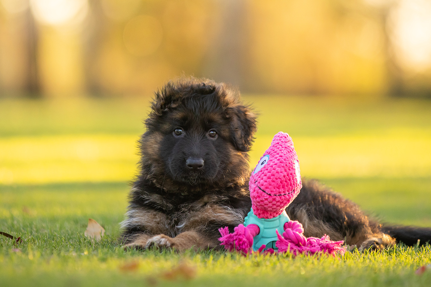 Product images with Stylish Hound